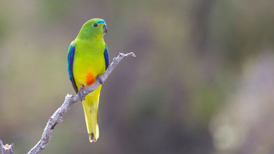 澳洲橙腹鹦鹉orange-bellied parrot (neophema chrysogaster)今年只