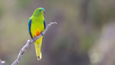 澳洲橙腹鹦鹉Orange-bellied parrot (Neophema chrysogaster)今年只观测到了11只雄鸟和3只雌鸟，也就是说将只有三对繁殖鸟。国立大学的鸟类学家正紧急前往塔斯马尼亚的繁殖点调研和帮助繁殖成功，网上募捐也积极踊跃…