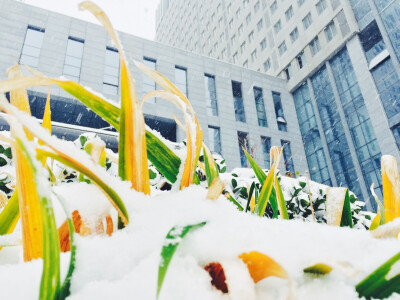 初雪－少年里的你们，还好吗