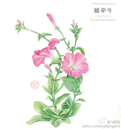 彩铅花卉