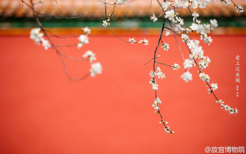 【大菇凉】【繁花宫墙 夏炽秋凉】故宫  宫墙 花