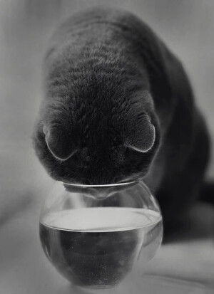 头像 萌宠 喵星人 汪星人 兔子 可爱 呆萌 搞怪 个性 猫咪 可爱 动物 大眼猫 萌娃  萌萌哒 甜美系动物 锁屏壁纸 小精灵