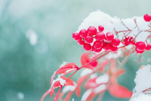 小雪•初雪