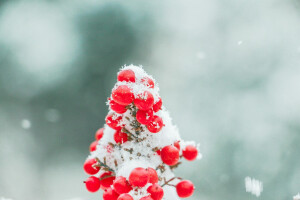 小雪•初雪