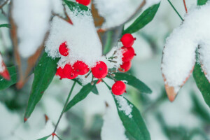 小雪•初雪