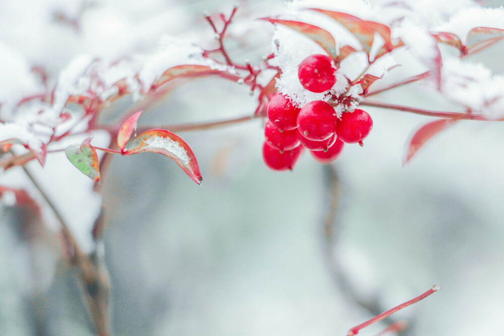 小雪•初雪