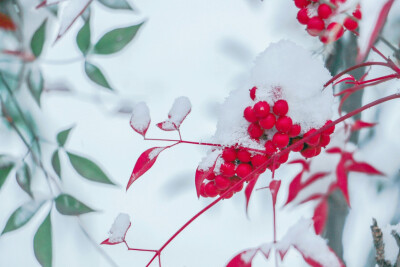 小雪•初雪