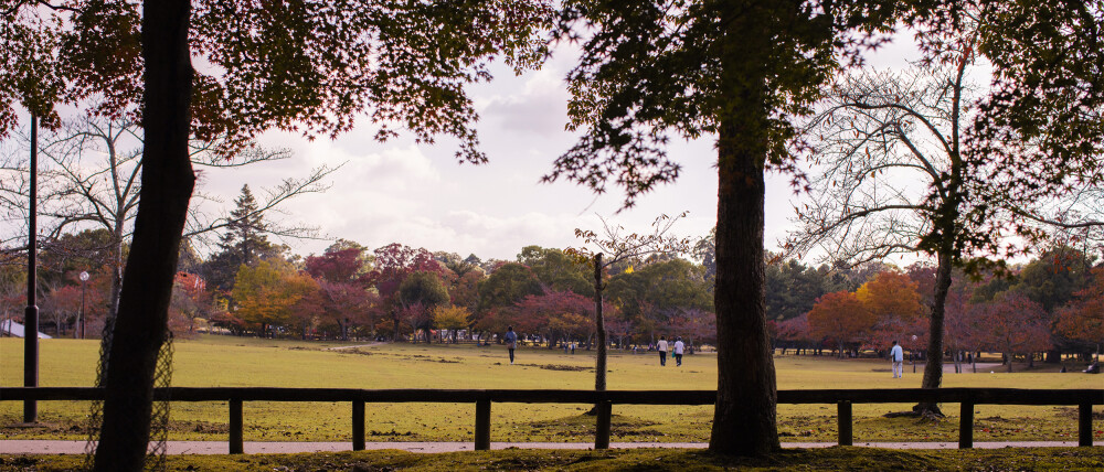 奈良公園