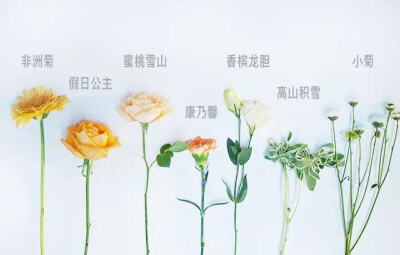 宜花花艺 小太阳 花材