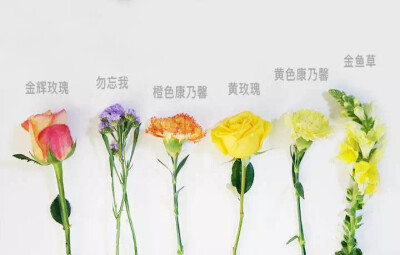 宜花花艺 两棵西柚 花材