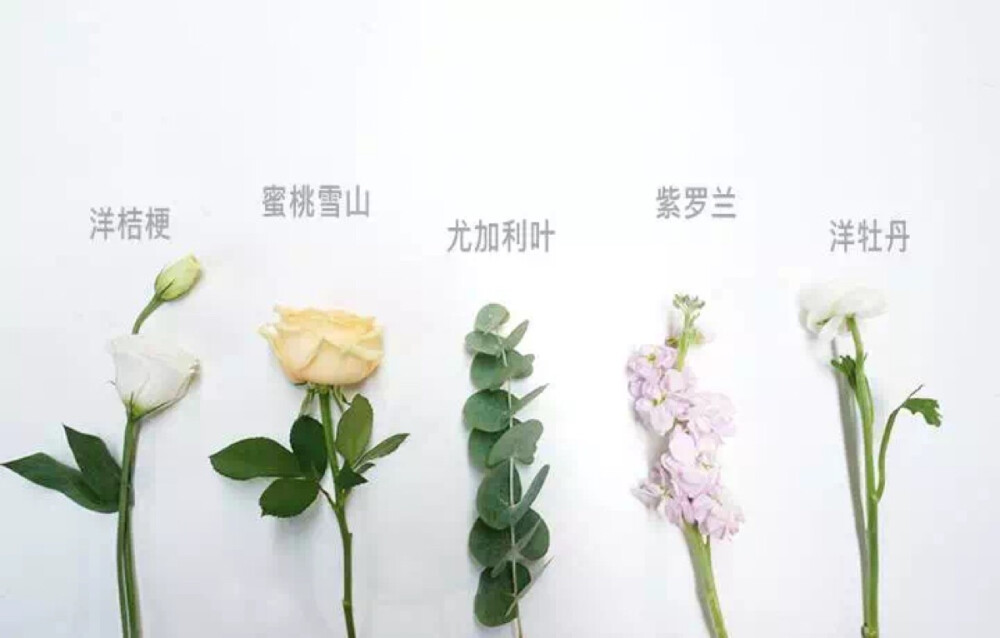 宜花花艺 软绵绵 花材