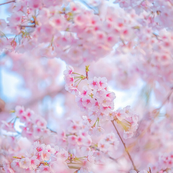 樱花 美美哒 唯美 小清新 花儿