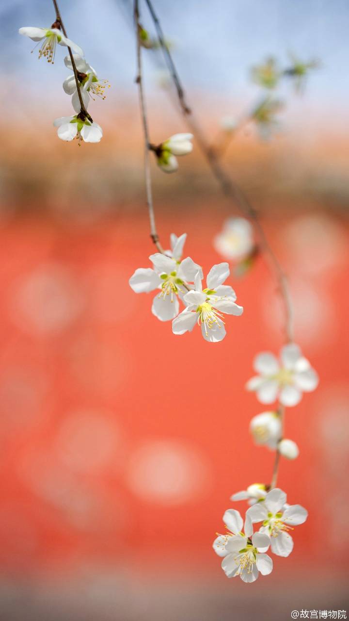 【大菇凉】【繁花宫墙 夏炽秋凉】故宫  宫墙 繁花 梨花