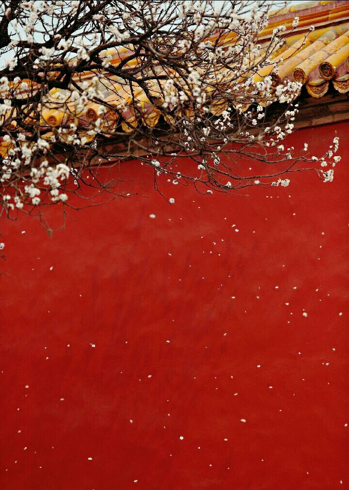 大菇凉繁花宫墙夏炽秋凉故宫宫墙繁花