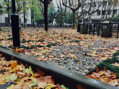 满地的梧桐落叶