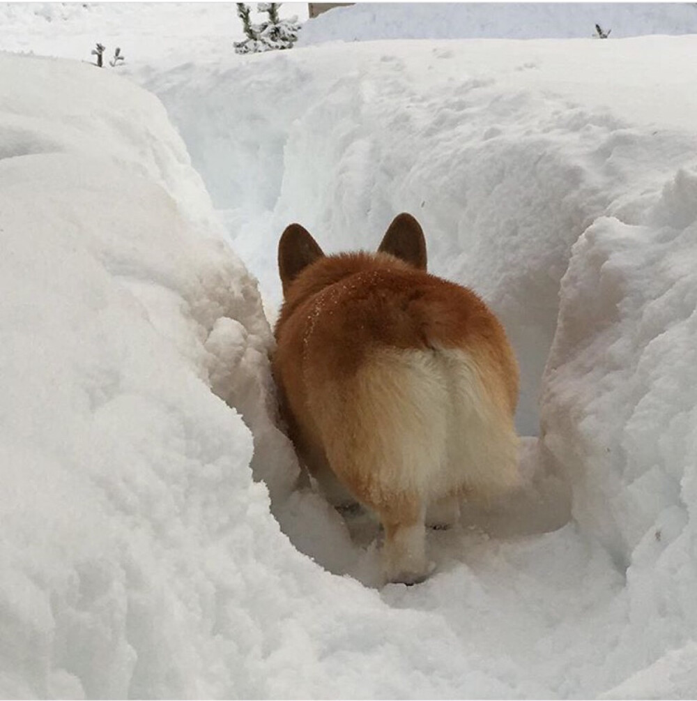 铲雪基