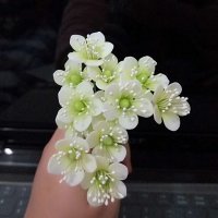 草莓花