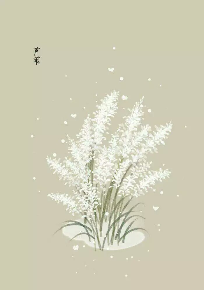 芦苇