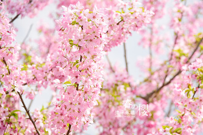 当樱花飞舞时，在你身边度过的时光，都变成了爱