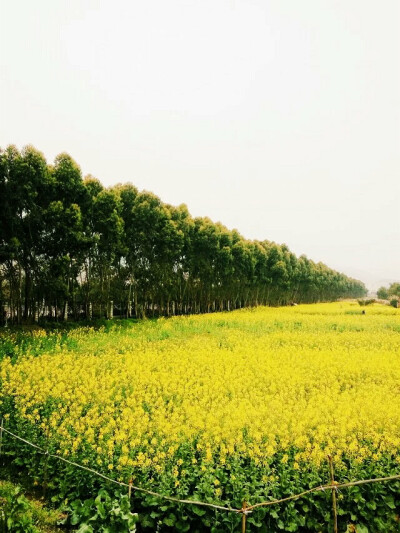 那时春天的油菜花田