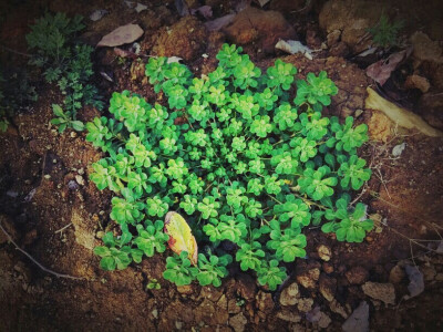 野生植物，图案构成很美。