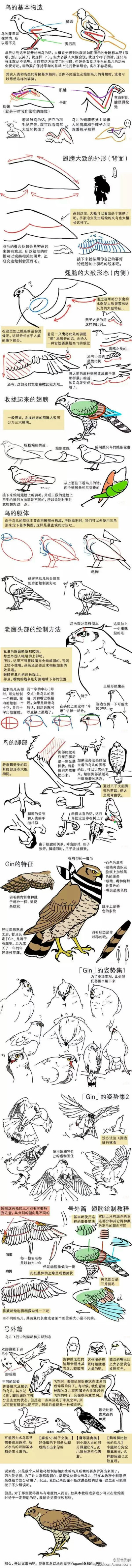 鸟类的画法与素材