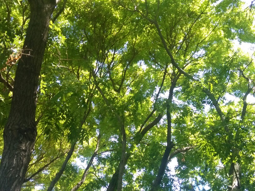 千掌千指托住阳光，细碎的暖阳如碎汞般落下