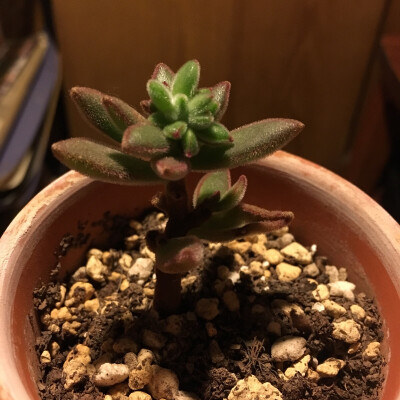 一周内就见了一天阳光，其他时间阴雨绵绵，室外阴冷直接搬进屋了