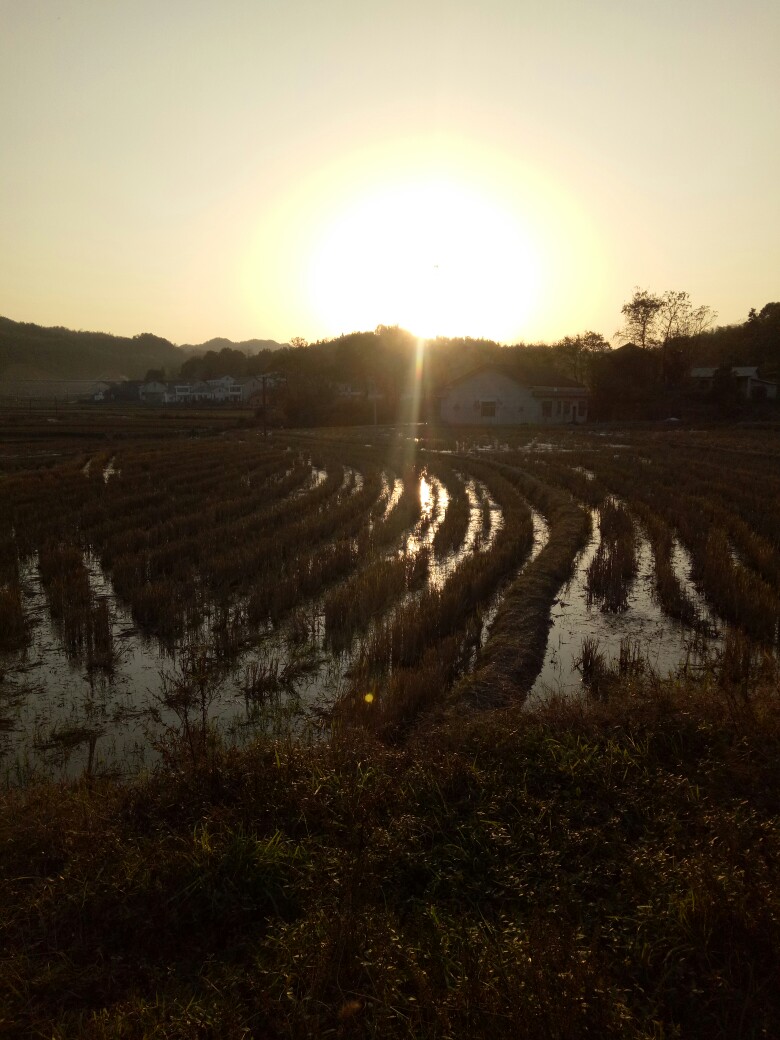 收割后的稻田，在夕阳下，染上了一层金光~