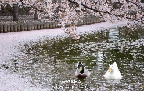 日本•和风日志
#日本旅游# 【樱花季预热】赏樱名地 ①河口湖畔（山梨县）②島原城堀端（長崎県）③大垣市（岐阜県）④白石川堤一目千本桜（宮城県）⑤錦川清流線 南河内駅（山口県）⑥平城宮跡（奈良県）⑦宮島（広島県）⑧納戸料の百年桜（佐賀県）⑨安城公園（愛知県）
by：微博日本