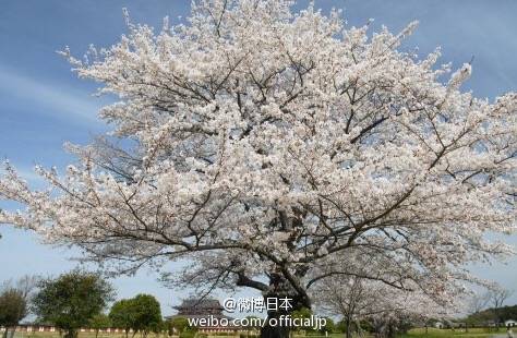 日本•和风日志
#日本旅游# 【樱花季预热】赏樱名地 ①河口湖畔（山梨县）②島原城堀端（長崎県）③大垣市（岐阜県）④白石川堤一目千本桜（宮城県）⑤錦川清流線 南河内駅（山口県）⑥平城宮跡（奈良県）⑦宮島（広島県）⑧納戸料の百年桜（佐賀県）⑨安城公園（愛知県）
by：微博日本