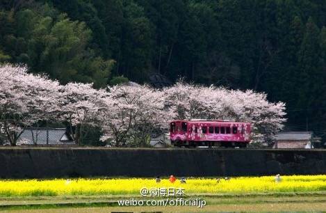 日本•和风日志
#日本旅游# 【樱花季预热】赏樱名地 ①河口湖畔（山梨县）②島原城堀端（長崎県）③大垣市（岐阜県）④白石川堤一目千本桜（宮城県）⑤錦川清流線 南河内駅（山口県）⑥平城宮跡（奈良県）⑦宮島（広島県）⑧納戸料の百年桜（佐賀県）⑨安城公園（愛知県）
by：微博日本