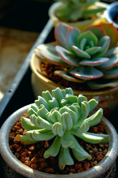 2016.11.【特玉莲】已经服盆了～