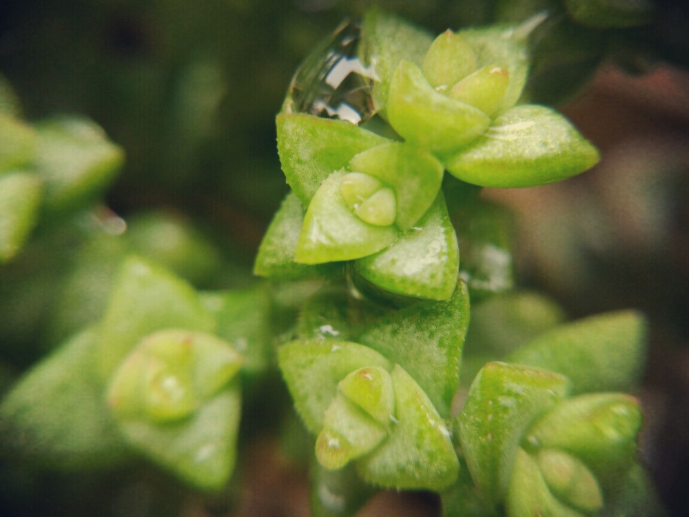  鱼丸的多肉#48