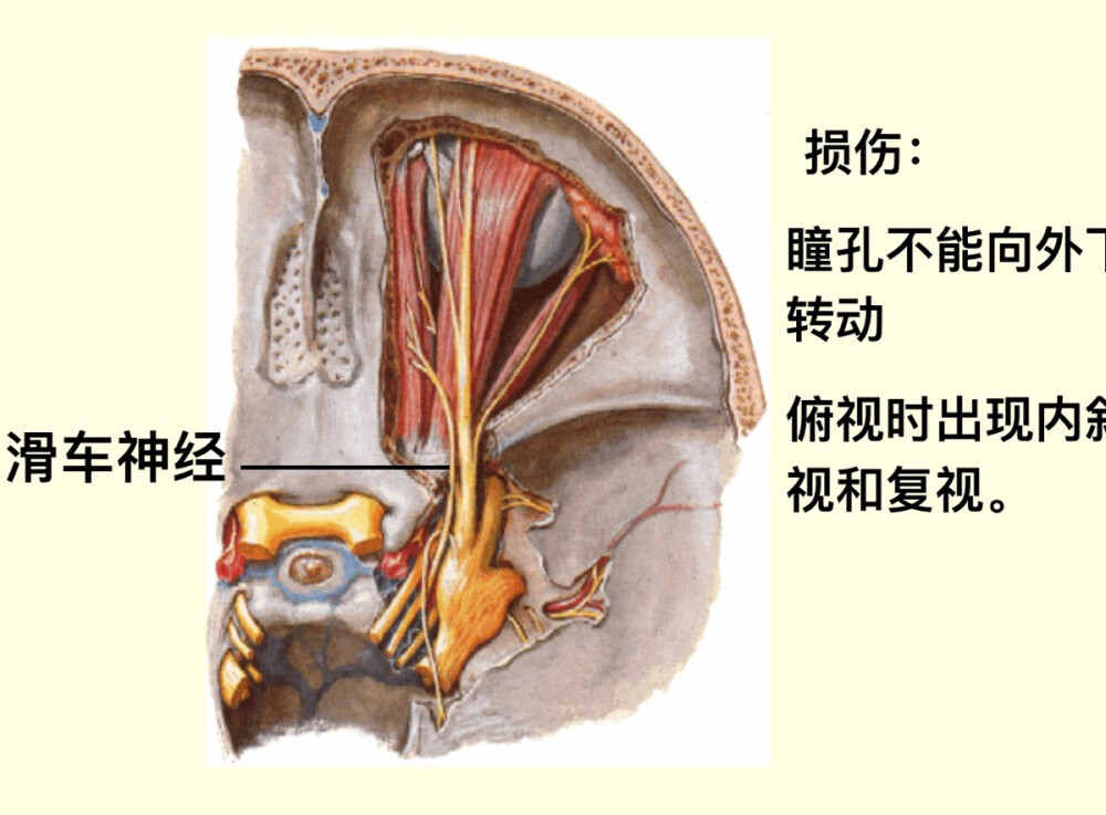 脑神经