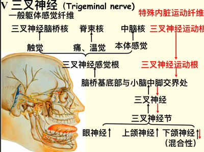 脑神经