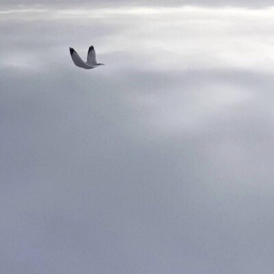 飞鸟 天空 简约 背景图