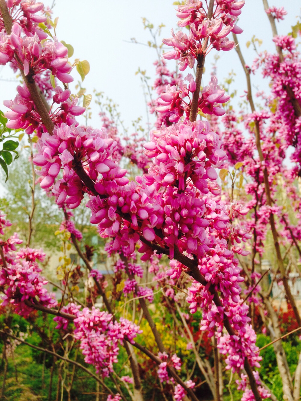 不知道叫什么的花❀