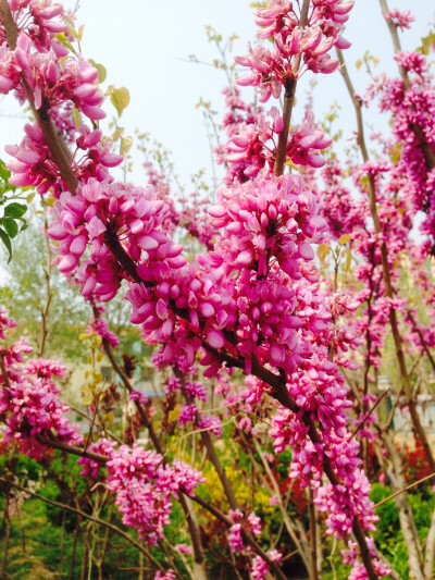 不知道叫什么的花❀