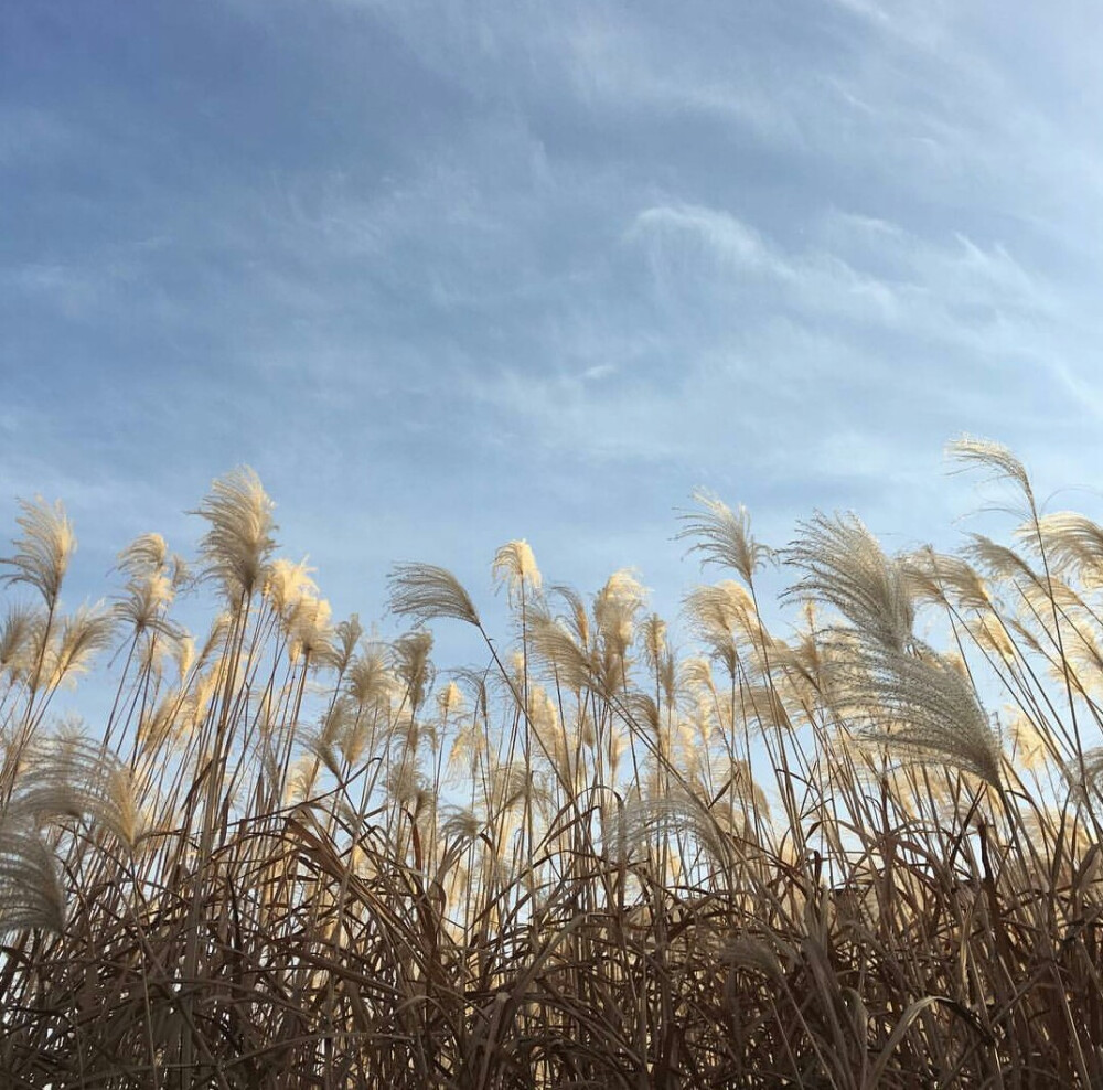 #嗜酒貓 朋友圈背景 鍵盤壁紙 空間背景