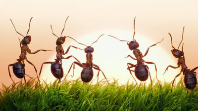可爱小动物蚂蚁图片大全