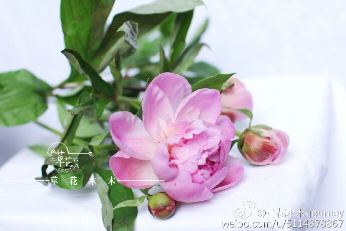 芍药---花儿们~#草花木木# @微相册