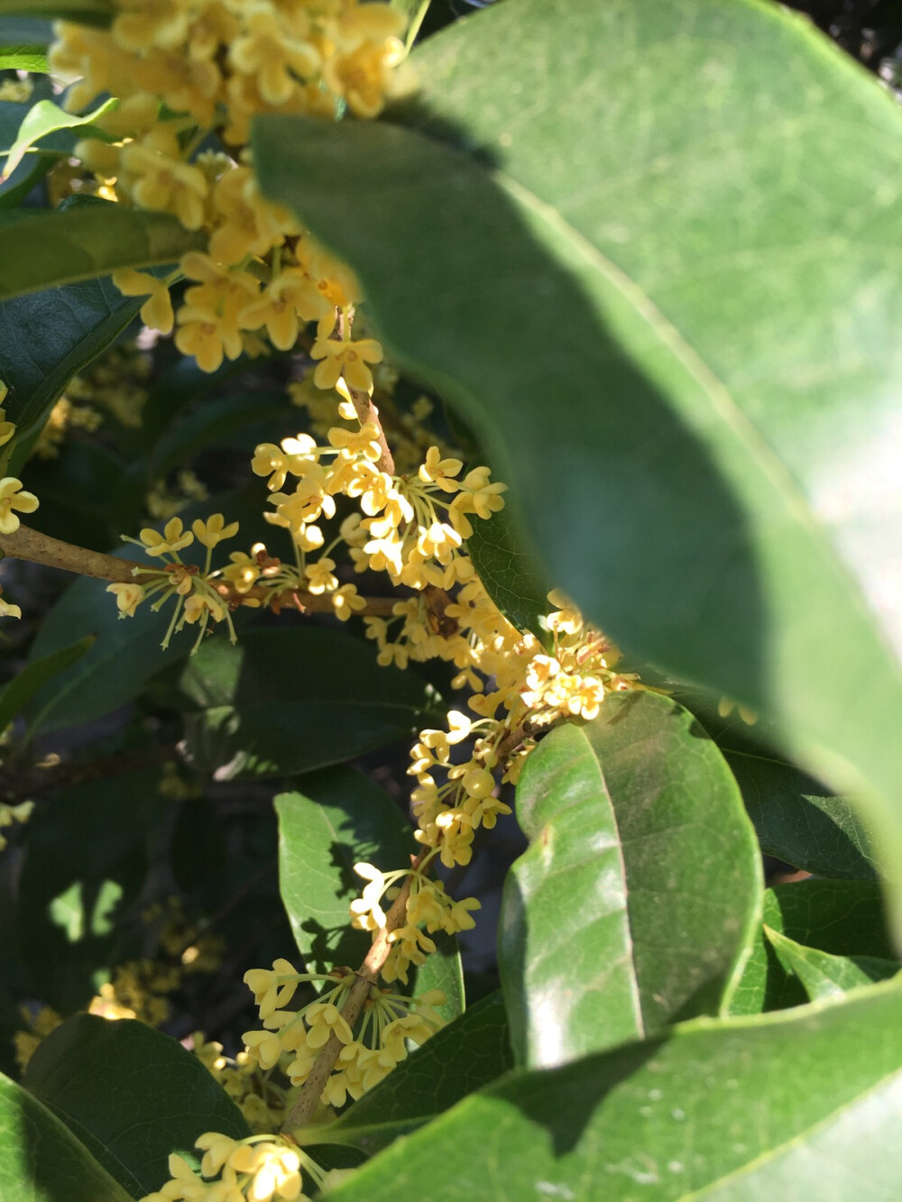 桂花桂花 香死了