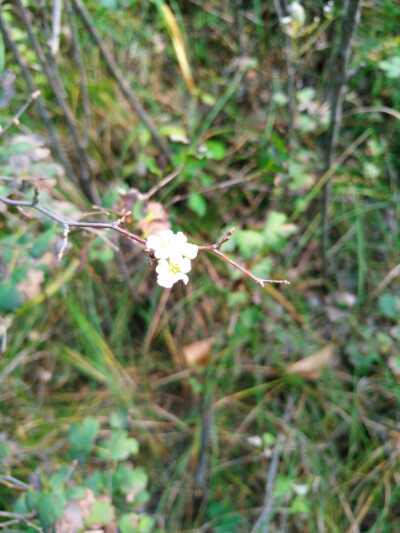 娇小的花依偎在一起