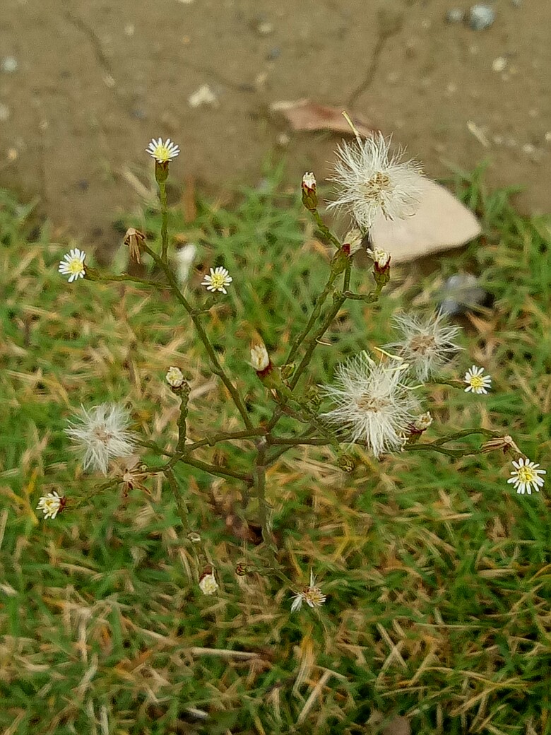 那天陪室友去快递中心取快递，在门口的草地上等室友，她有点慢，我正无聊，低头不经意就瞧见了它。就那一瞬间，我觉得它特别可爱。也许我们也一样，在人海中我们是普通的，但当那个他出现的时候，你就变得特别了。