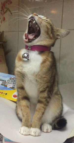 猫咪