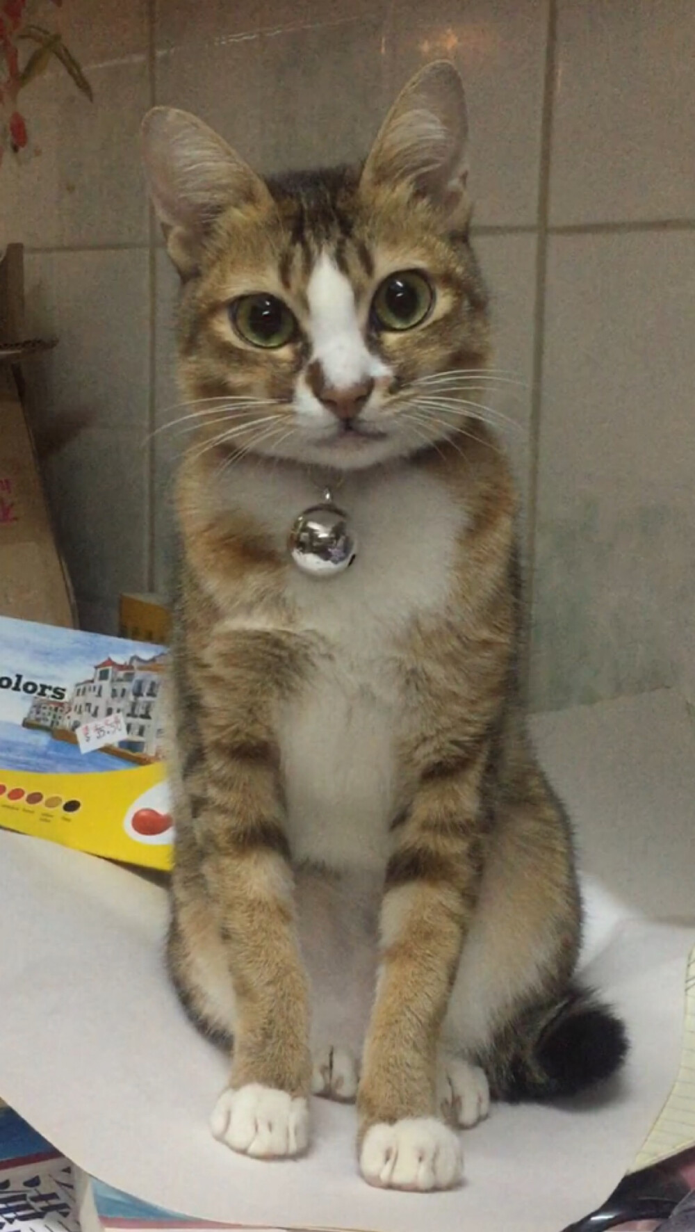 猫咪