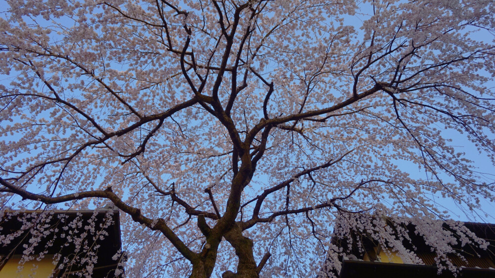 日本自由行 京都 樱花