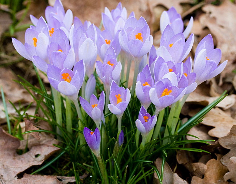 番红花，又称藏红花、西红花，鸢尾科番红花属的多年生花卉，也是一种常见的香料。