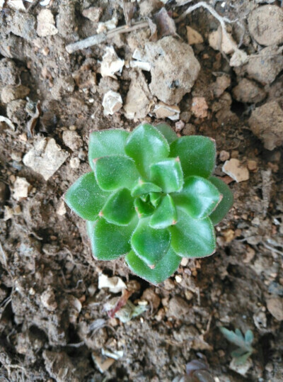 2015.3.22植下一个小心愿。